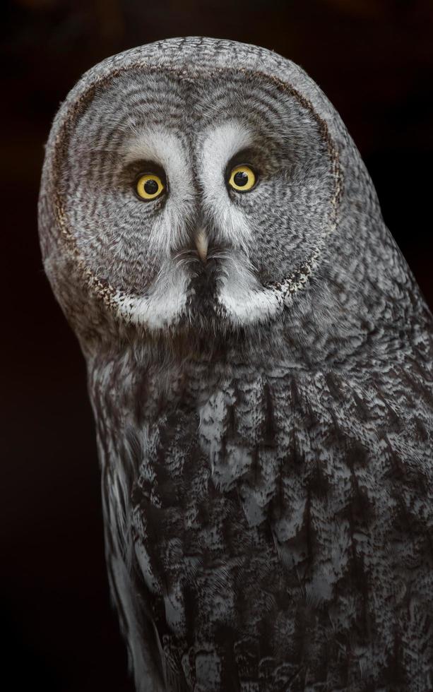 Great grey owl photo