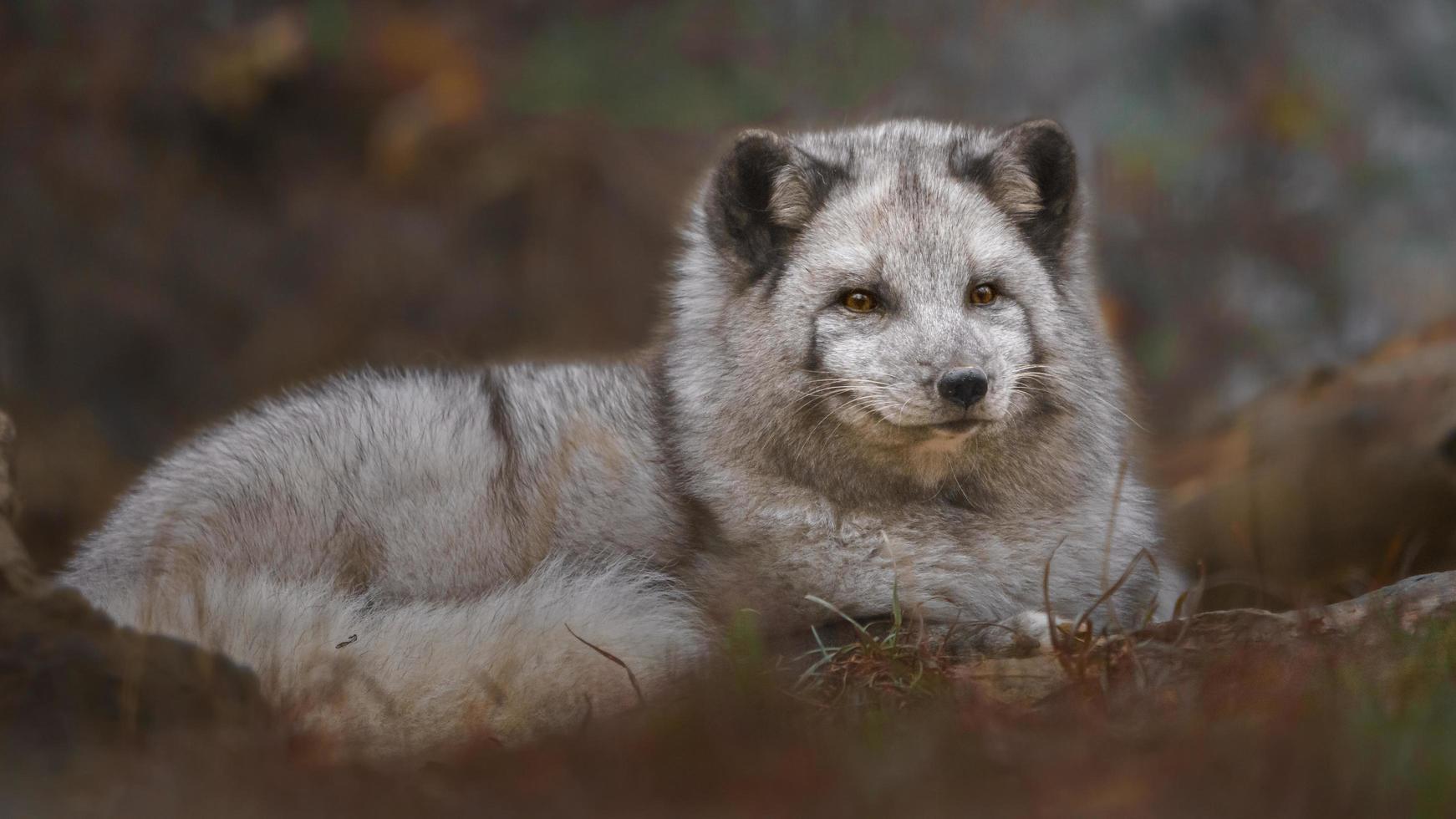 Portrait of Arctic fox photo