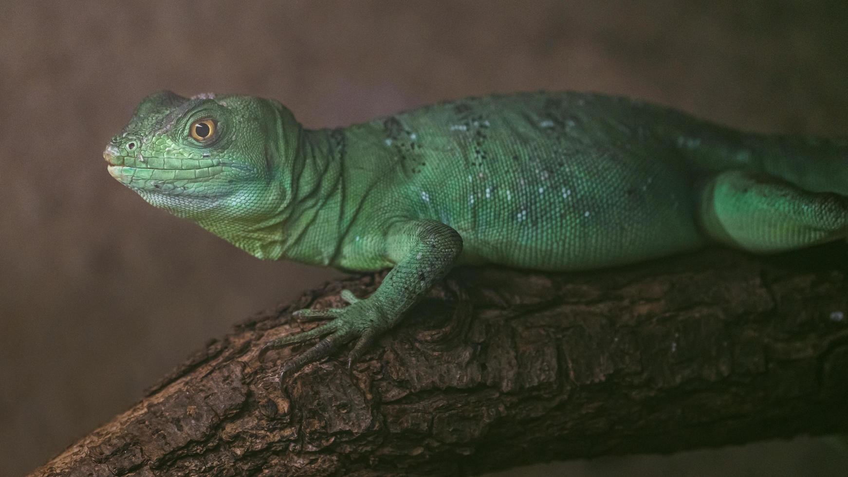 Plumed basilisk in terrarium photo