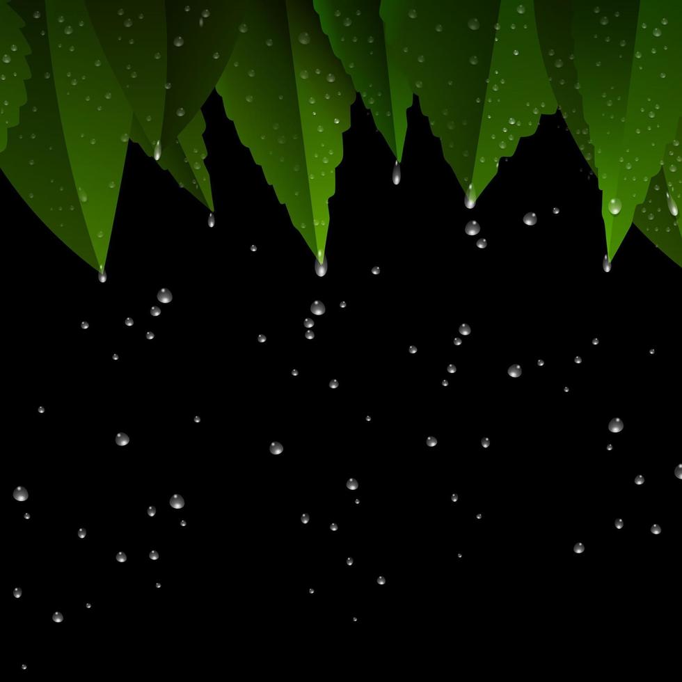 Green leaves after rain night vector