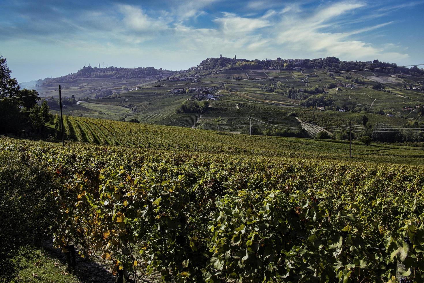 los viñedos de la langhe piamontesa en otoño en el momento de la vendimia foto