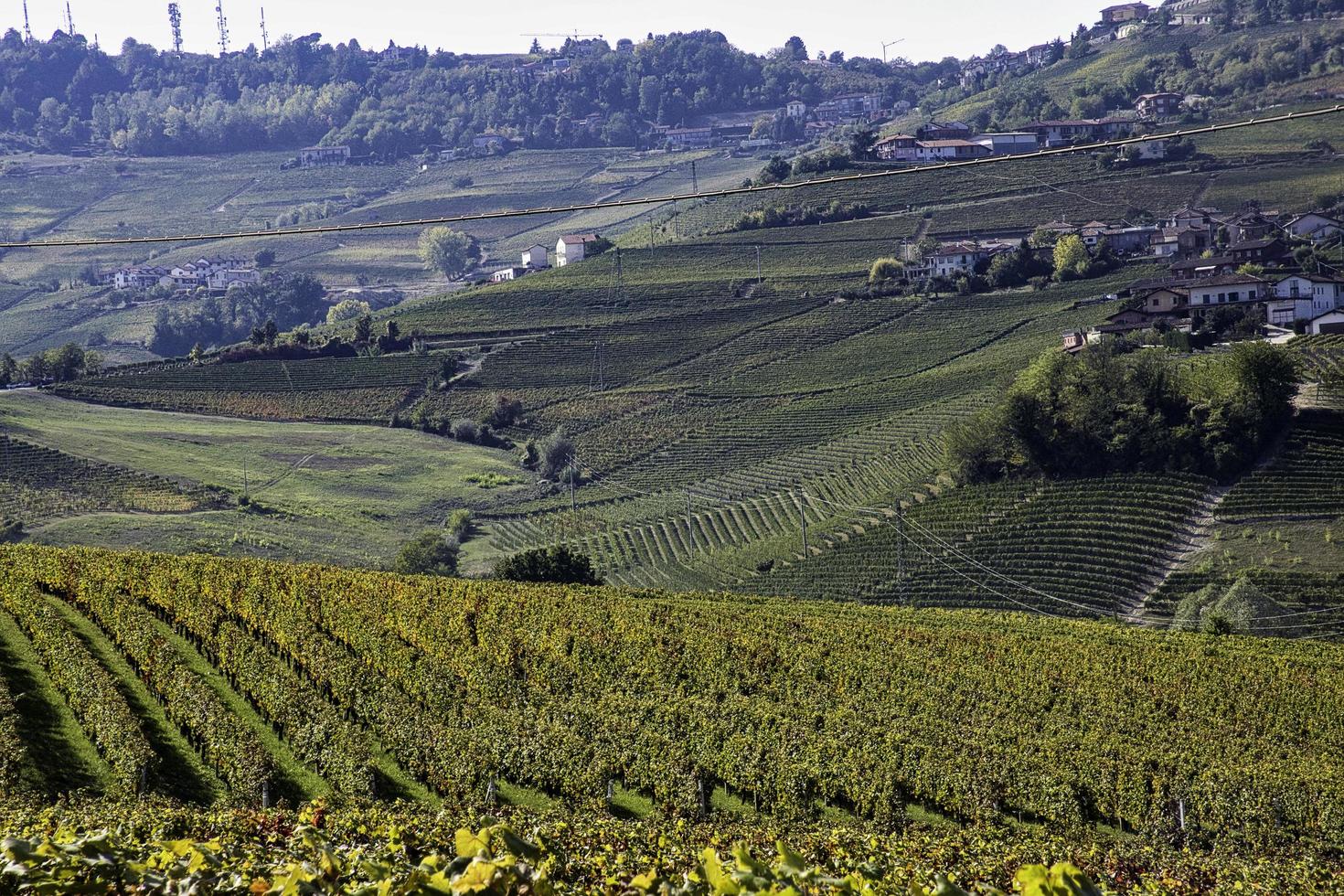 los viñedos de la langhe piamontesa en otoño en el momento de la vendimia foto