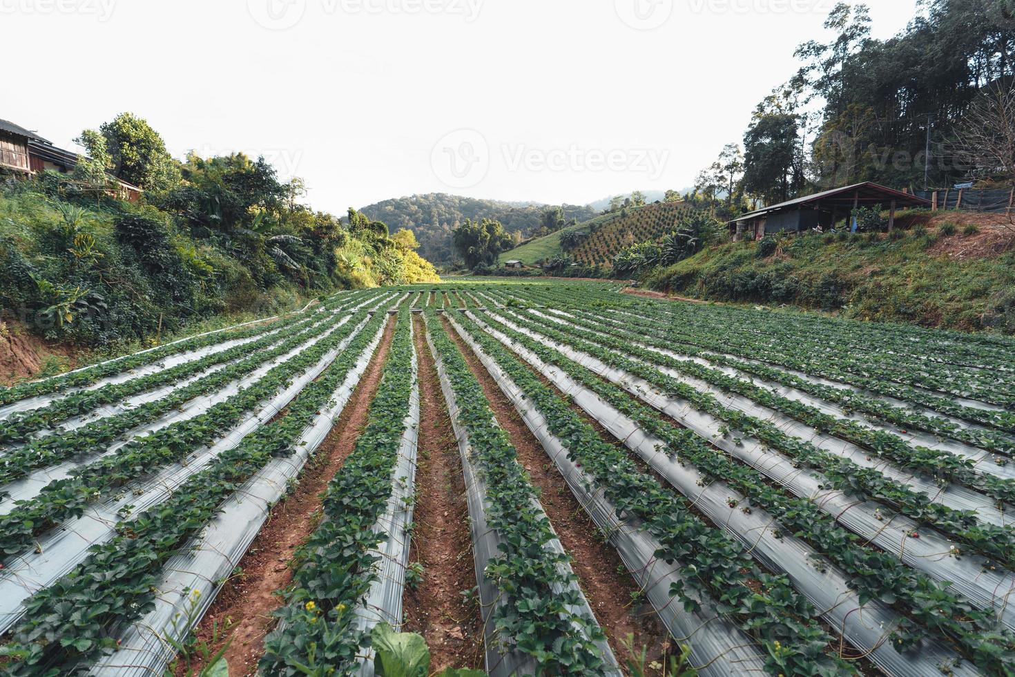 Granja de fresas al aire libre en una aldea rural foto