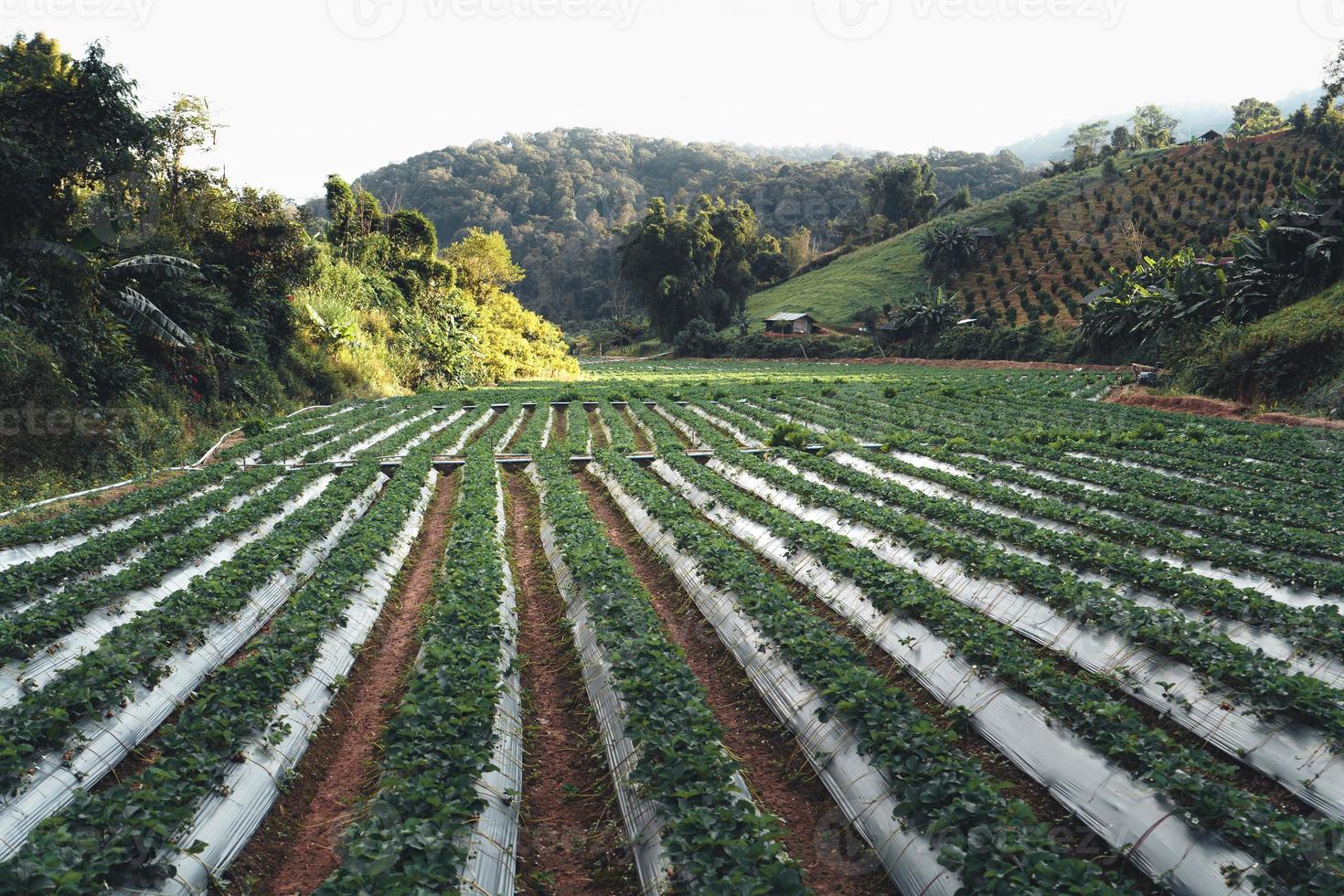 Granja de fresas al aire libre en una aldea rural foto