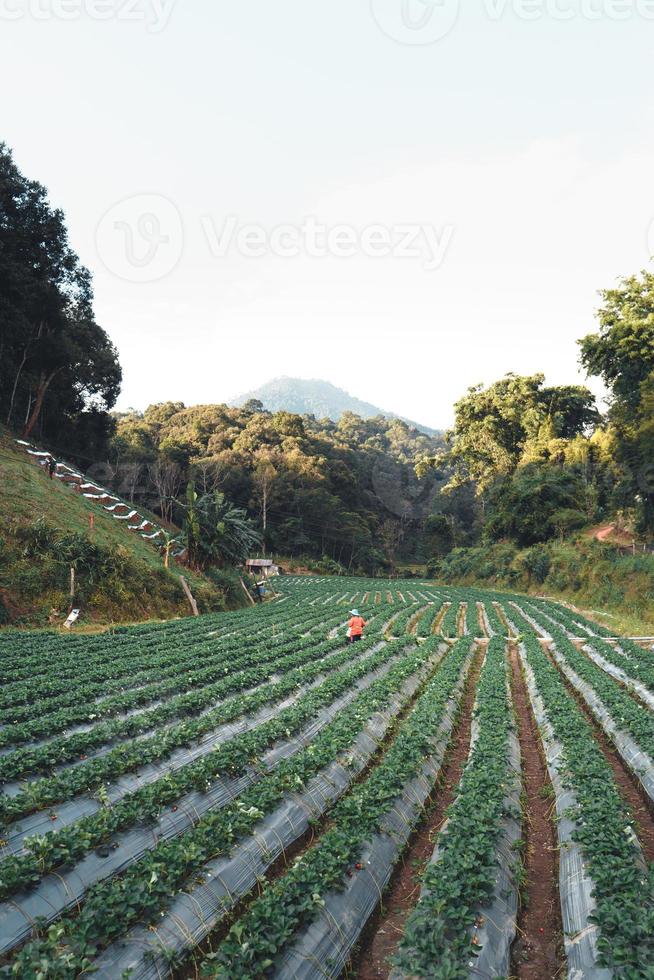 Granja de fresas al aire libre en una aldea rural foto