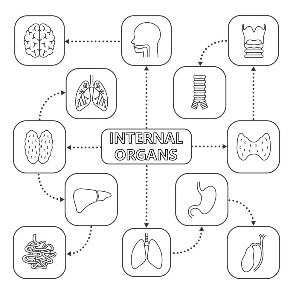 Internal organs mind map with linear icons. Digestive, endocrine and respiratory systems. Concept scheme. Liver, small intestine, gallbladder, trachea, lungs, stomach. Isolated vector illustration