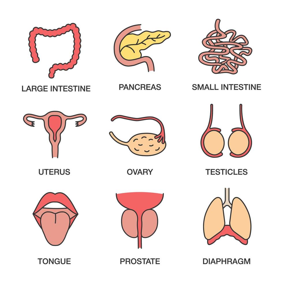 Human internal organs color icons set. Large and small intestine, pancreas, uterus, ovary, testicles, tongue, prostate, diaphragm. Isolated vector illustrations