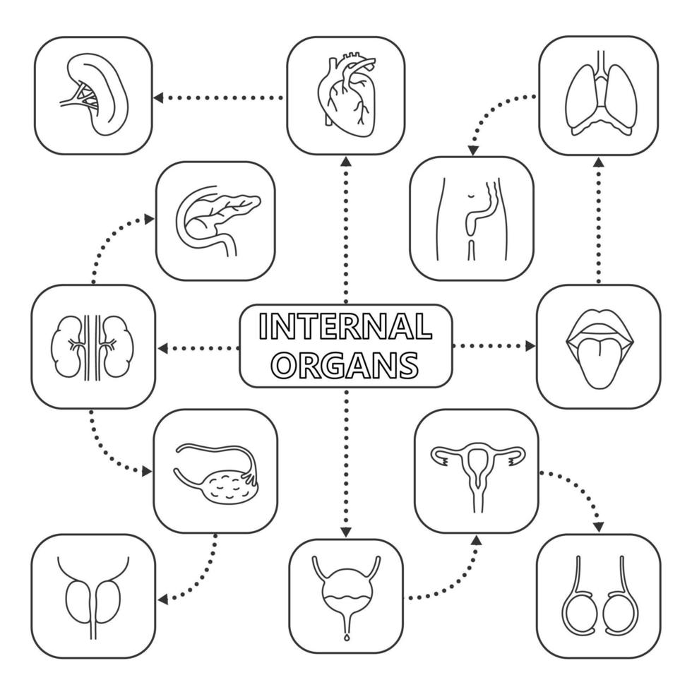 Internal organs mind map with linear icons. Urinary and reproductive systems. Concept scheme. Kidneys, bladder, ovary, testicles, uterus, prostate. Isolated vector illustration