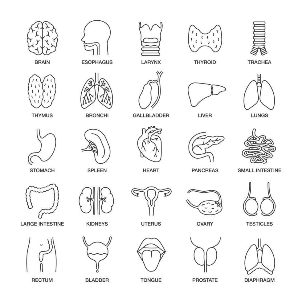 Human internal organs linear icons set. Respiratory, urinary, reproductive, digestive systems. Thin line contour symbols. Isolated vector outline illustrations