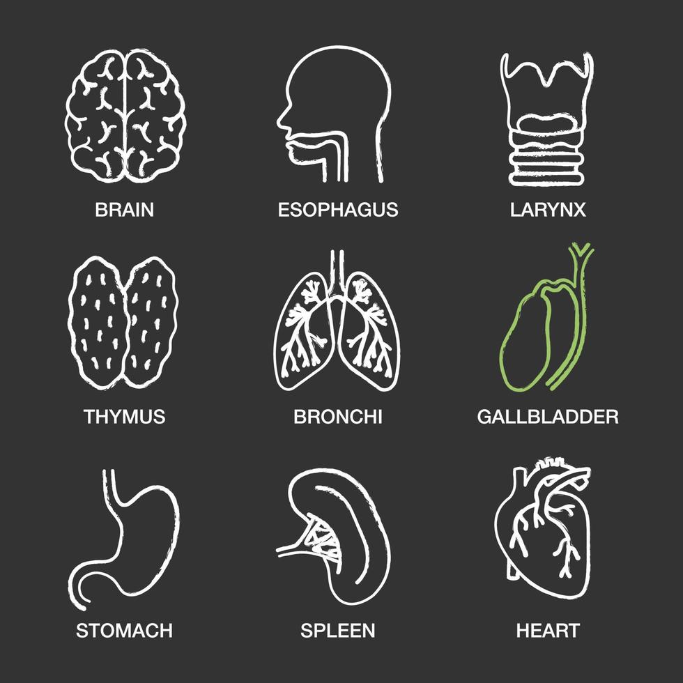 Conjunto de iconos de tiza de órganos internos humanos. cerebro, esófago, laringe, timo, bronquios, vesícula biliar, estómago, bazo, corazón. ilustraciones de pizarra vector aislado