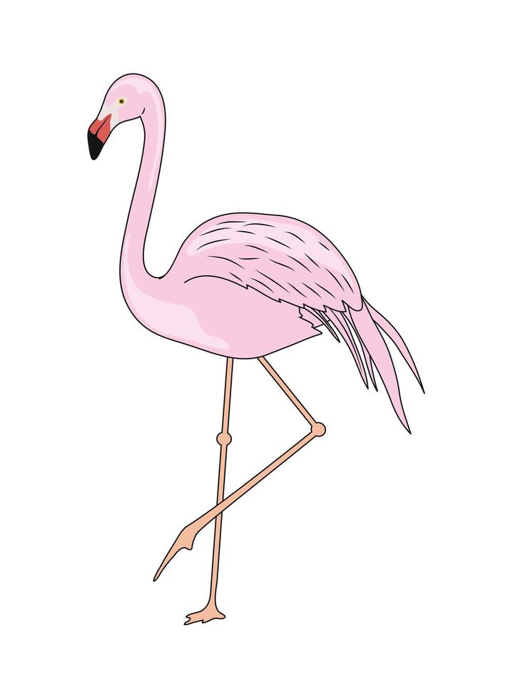 wild flamingo bird vector