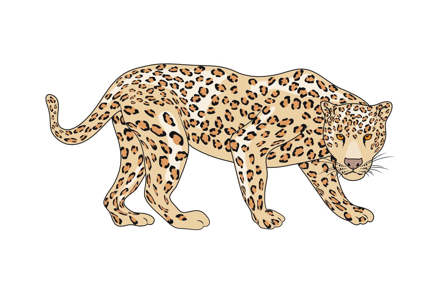 leopard wild feline vector