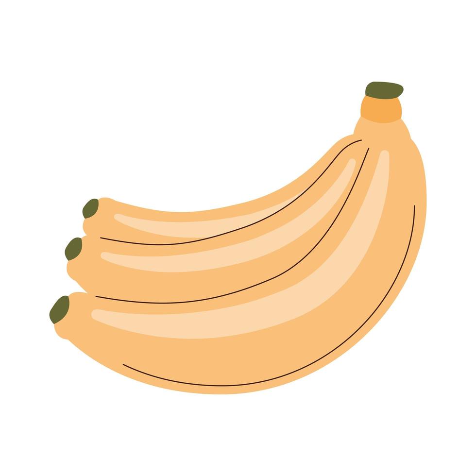 fresh bananas fruits vector