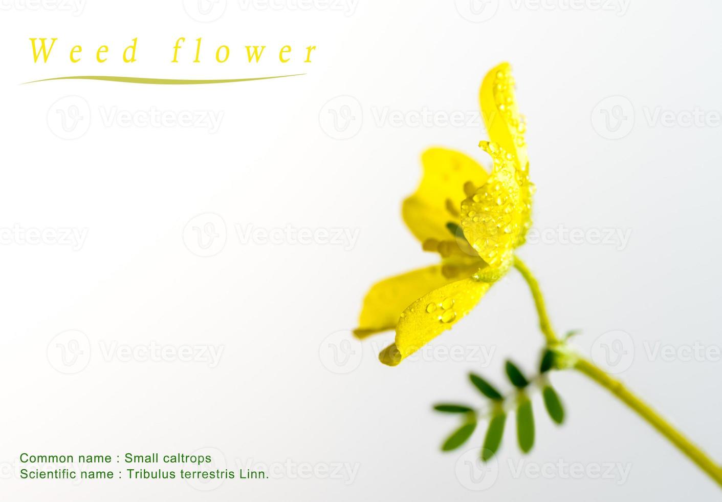Yellow flower of small caltrops weed, isolated flower on white background photo