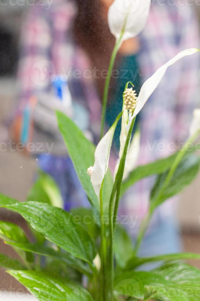 rocía plantas en macetas foto