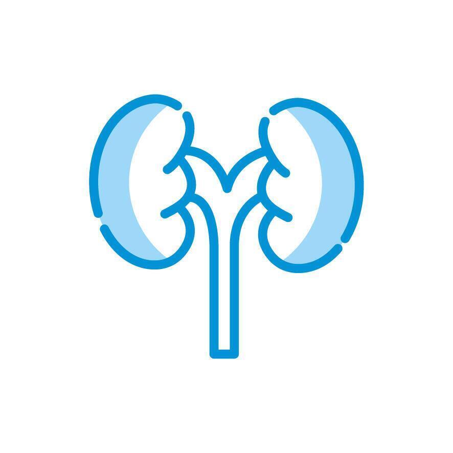 Isolated medical kidneys icon vector design