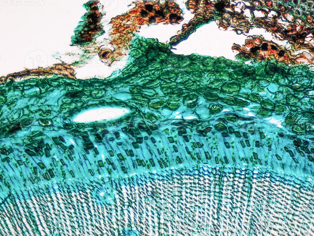 micrografía de madera de pino foto