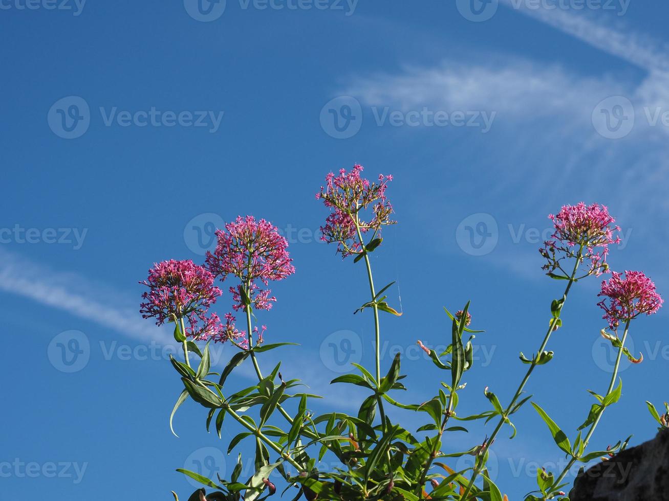 pink valerian flower over blue sky photo