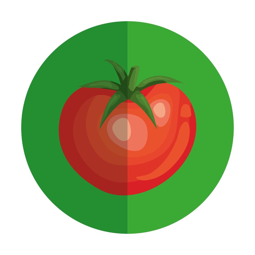 fresh tomato vegetable in frame circular vector