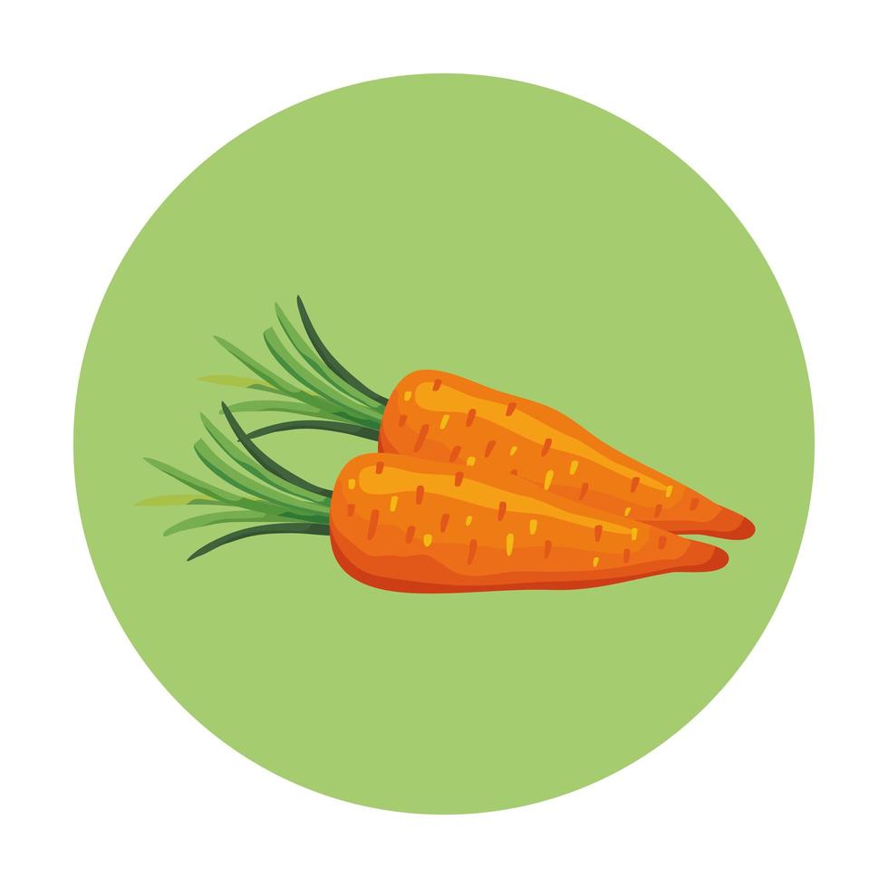 fresh carrots vegetables in frame circular vector