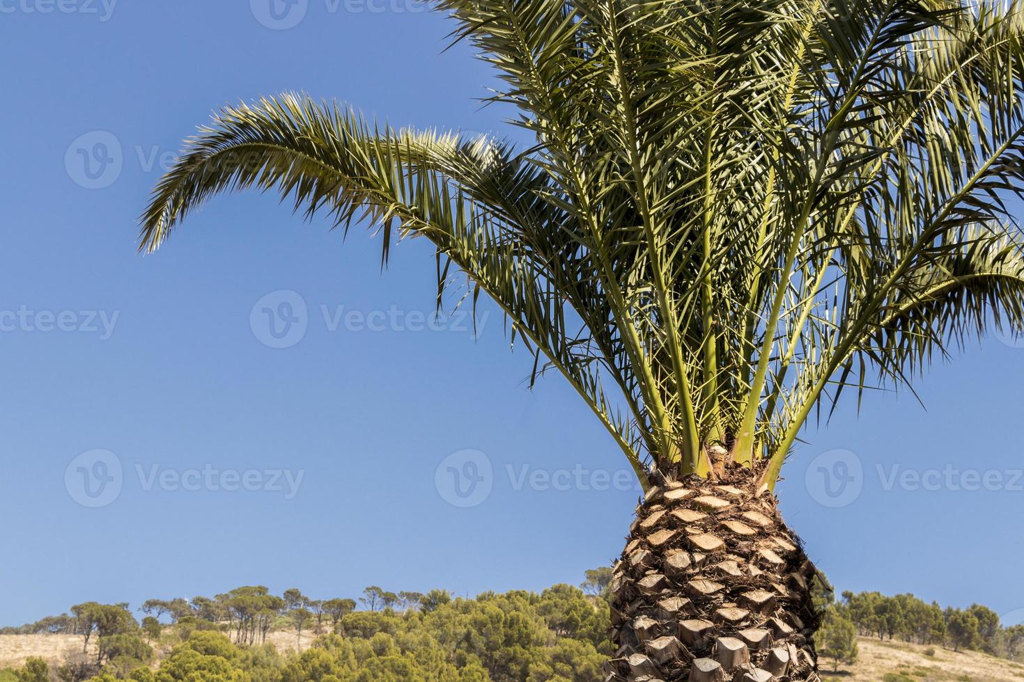 Palm tree, crown Cape Town South Africa blue sky. photo