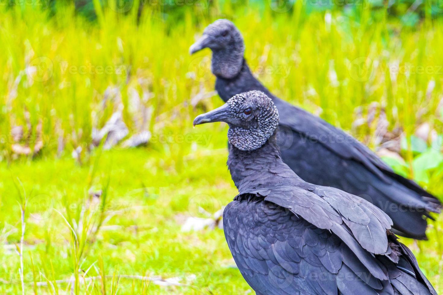 Tropical Black Vultures on Mangrove Pouso Beach Ilha Grande Brazil. photo