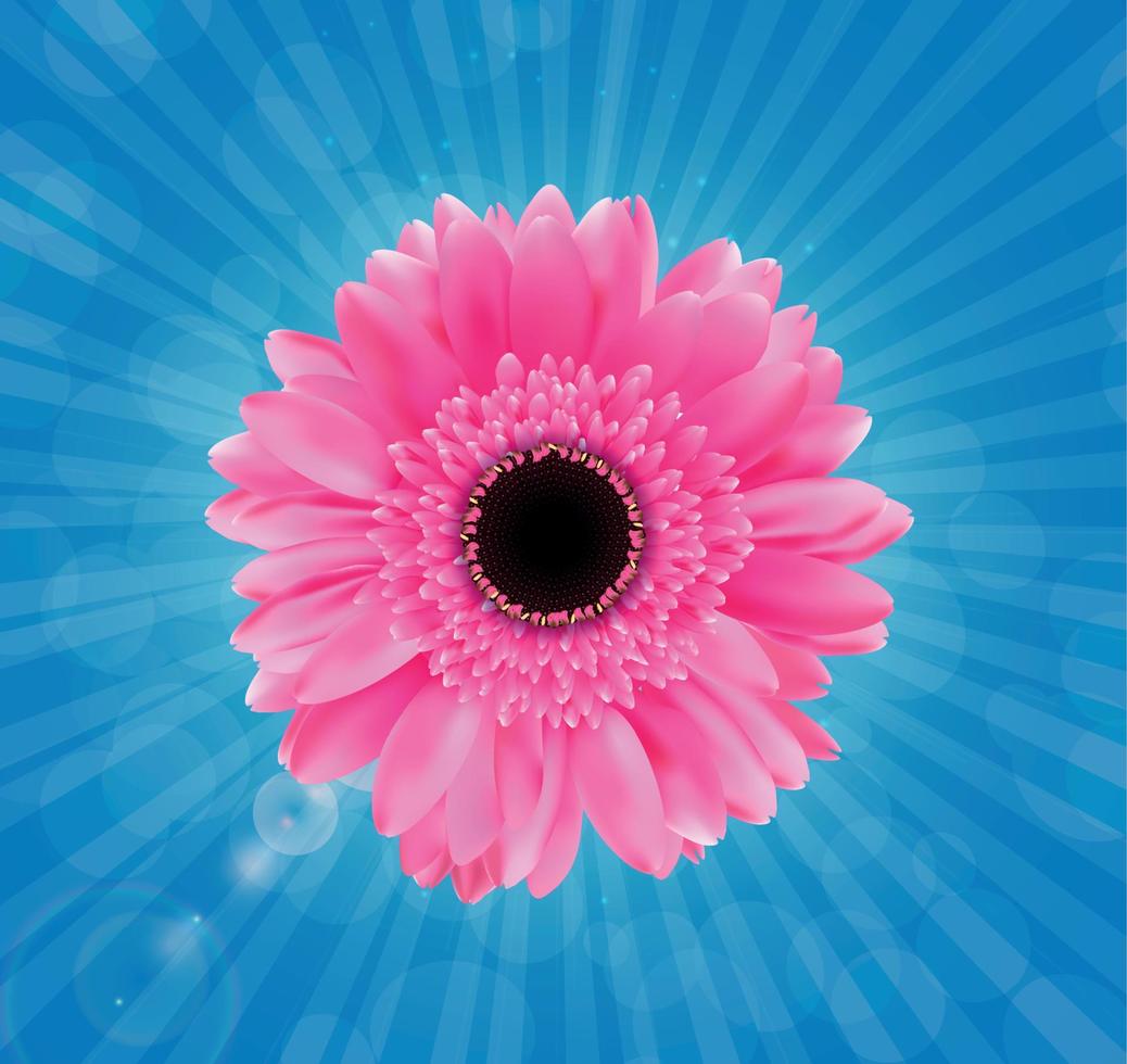 Gerbera Flower Isolated on White Background Vector Illustration