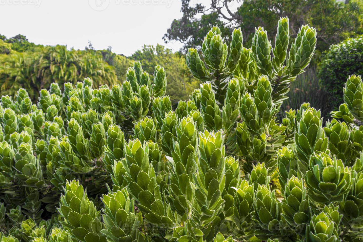 Hermosas plantas de flores de cactus verdes en Kirstenbosch. foto