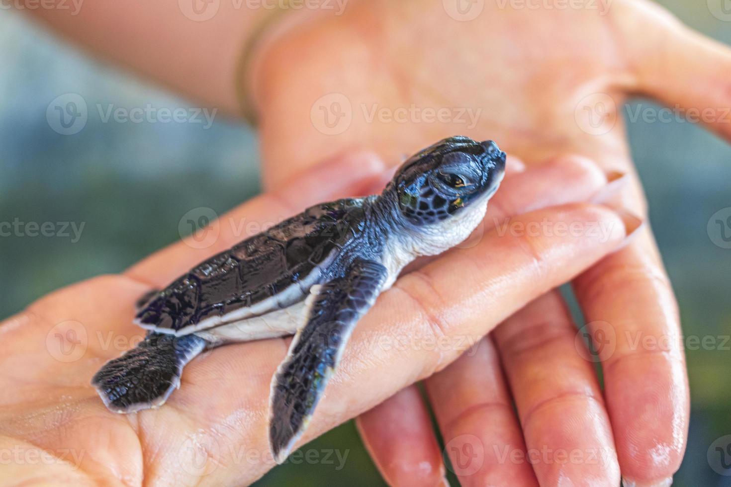 lindo bebé tortuga negra en las manos en bentota sri lanka. foto
