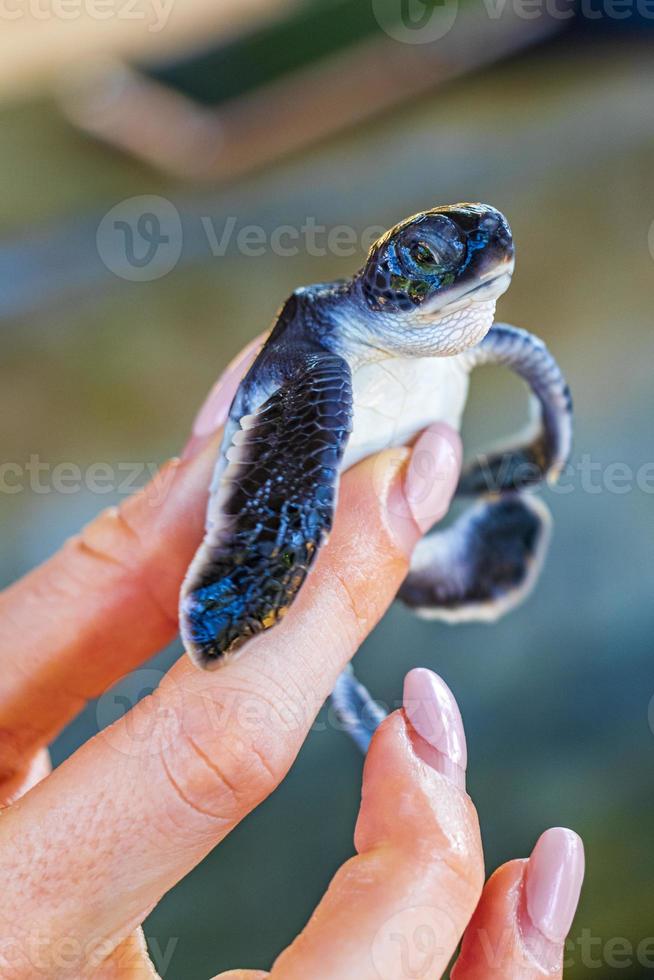 lindo bebé tortuga negra en las manos en bentota sri lanka. foto