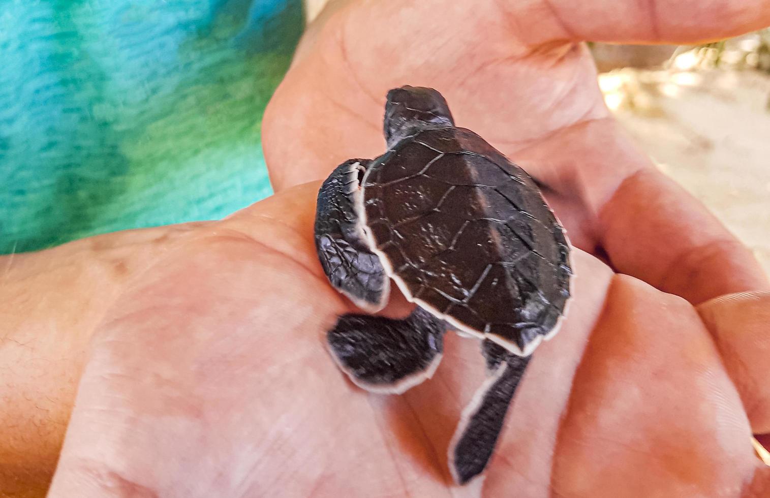 lindo bebé tortuga negra en las manos en bentota sri lanka. foto