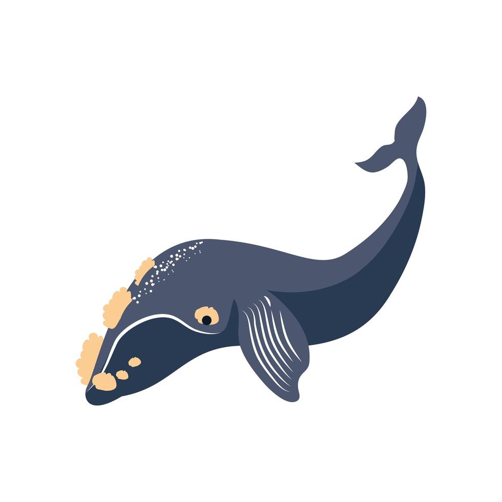 southern right whale vector