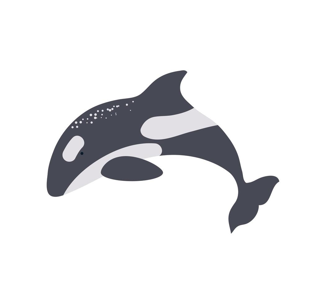 killer whale icon vector