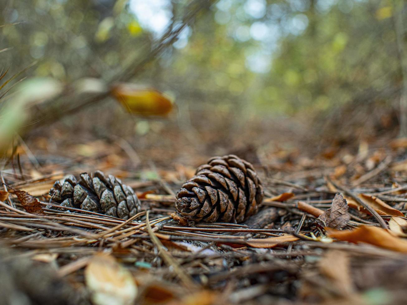 two pine cone in autumn foliage in the forest photo
