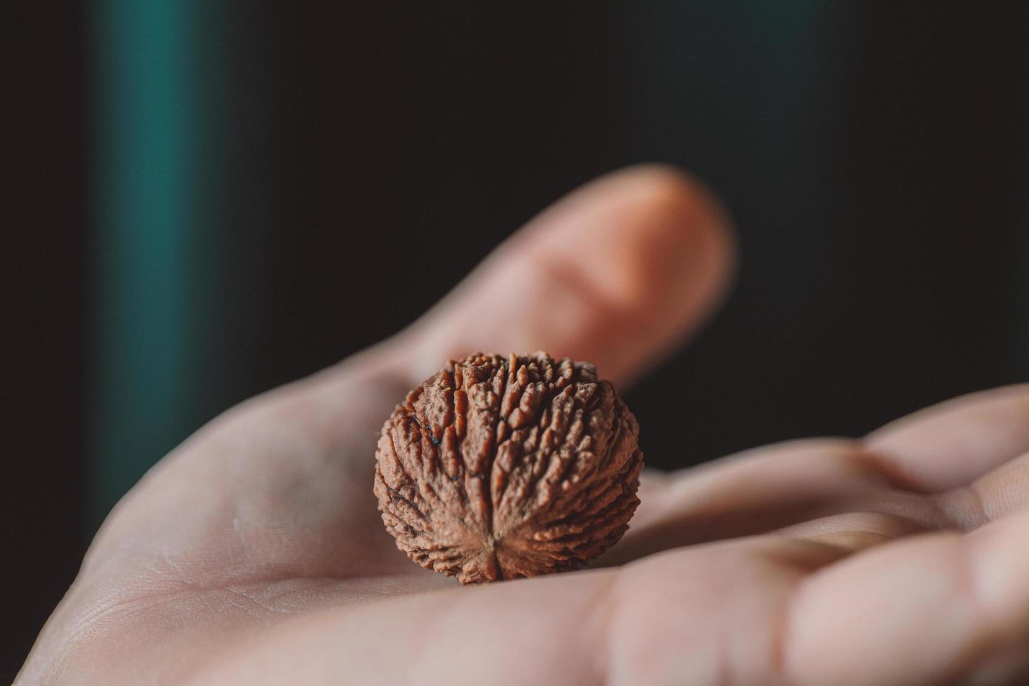 peeled American black walnut in the palm of a man photo