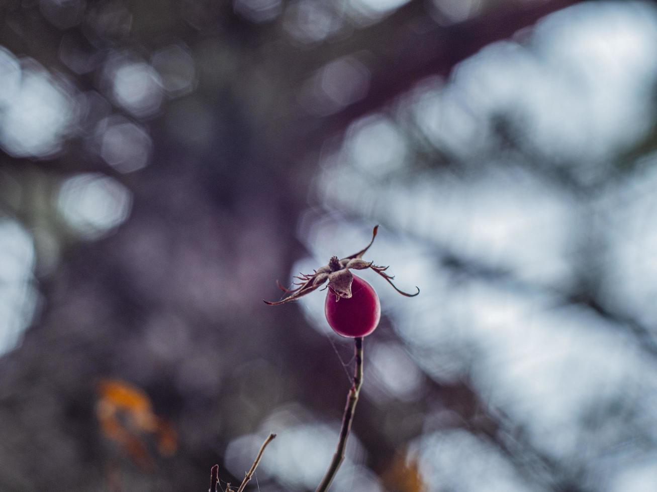 branch with one dog-rose photo