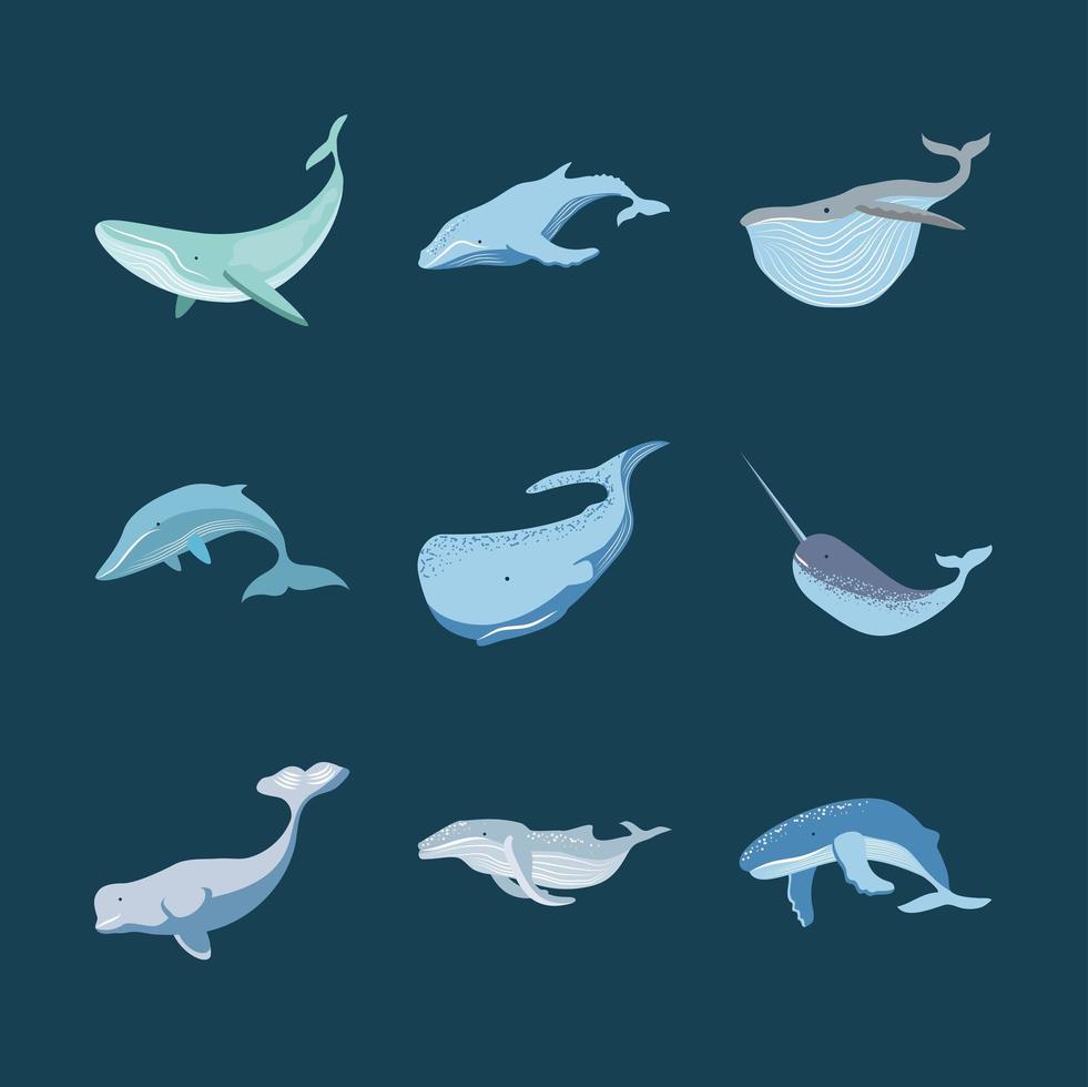 set of whales vector