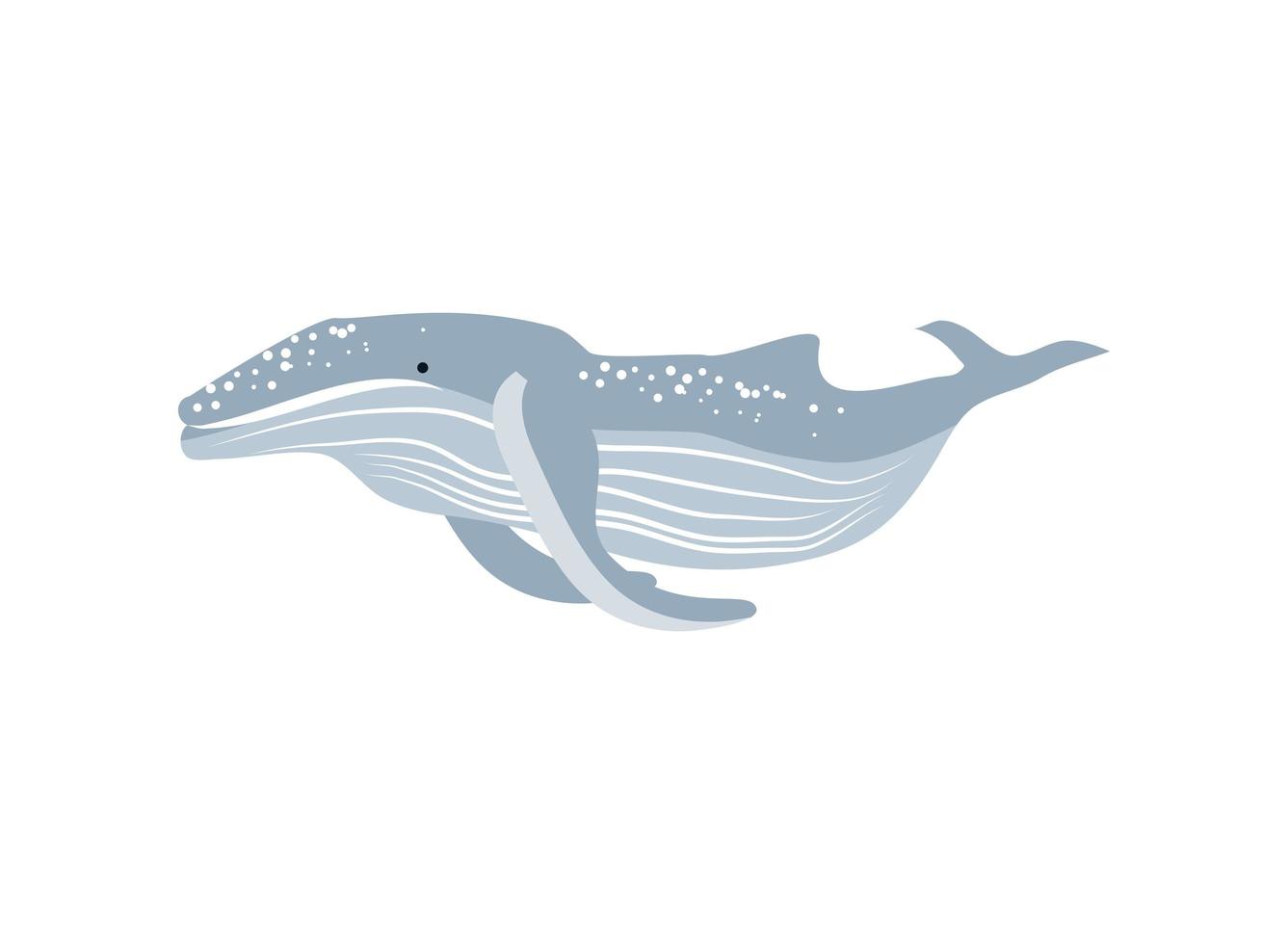 humpback whale icon vector