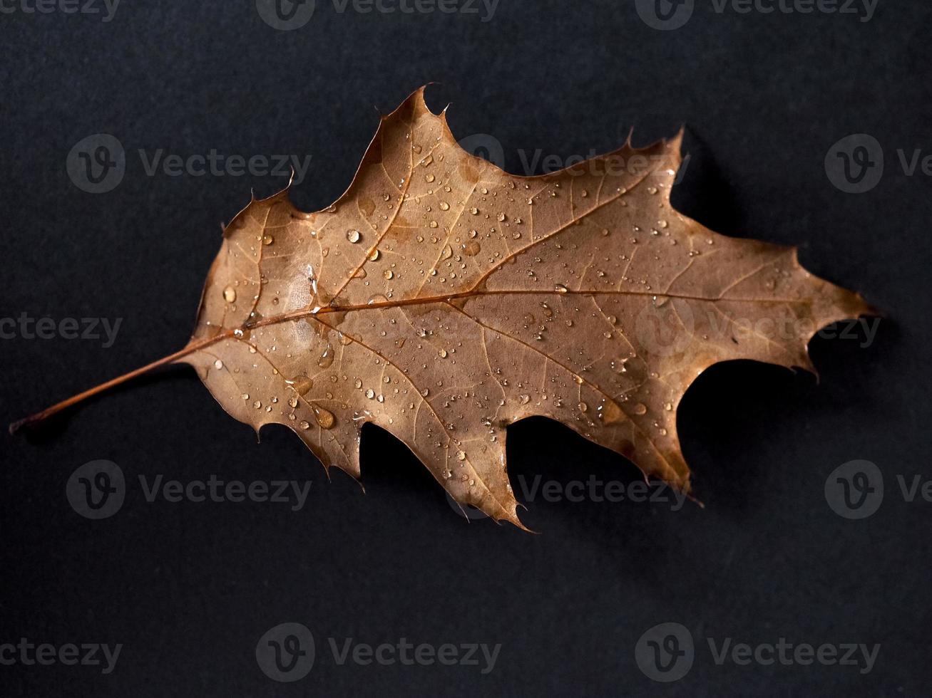 rain drops on leaf photo