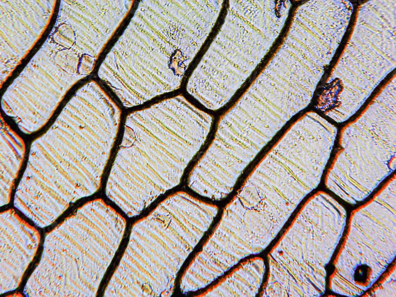 Onion epidermus micrograph photo