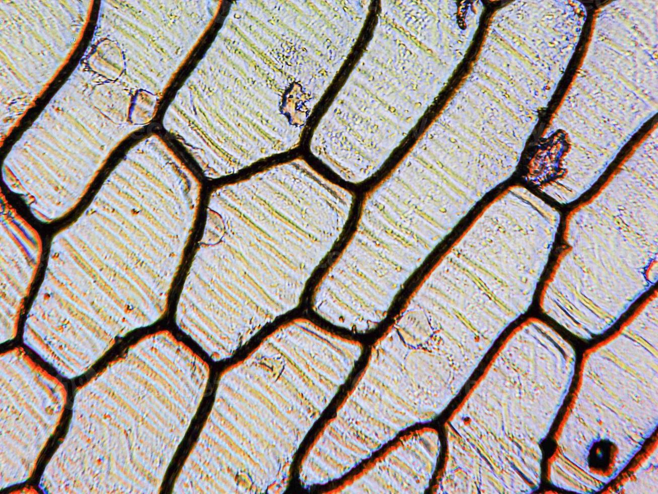 micrografía de epidermus de cebolla foto