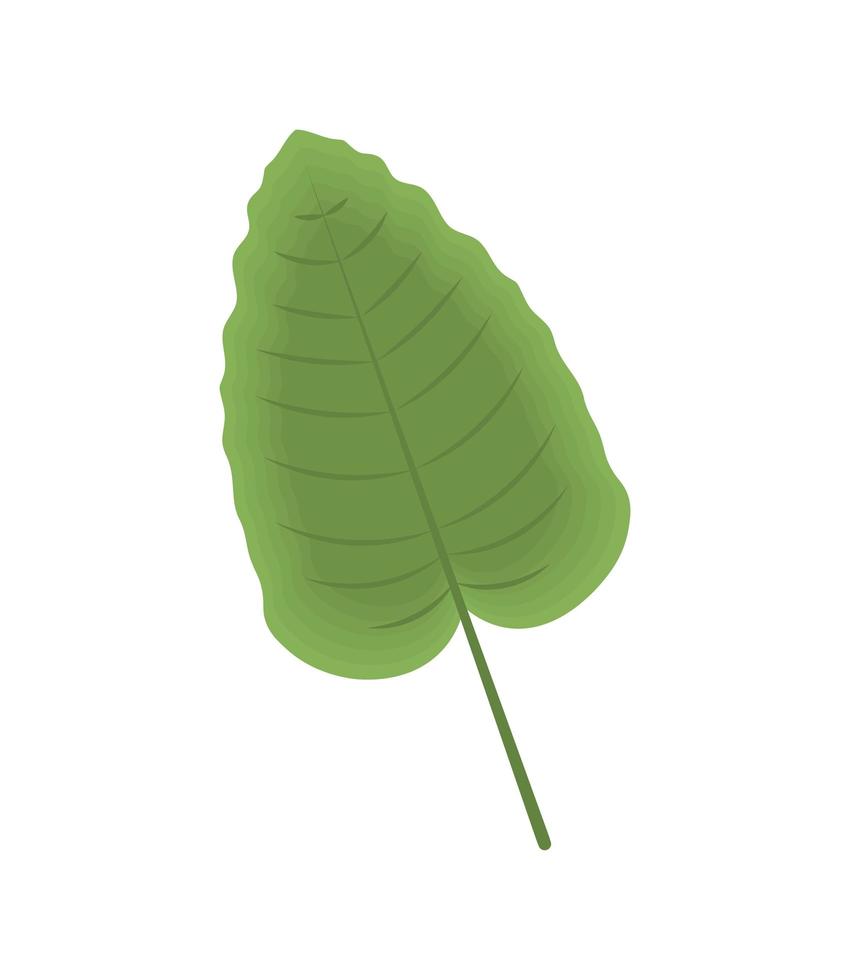 follaje de la hoja natural vector