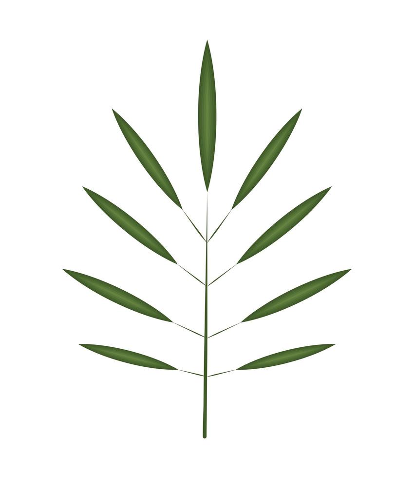 branch leaves foliage vector