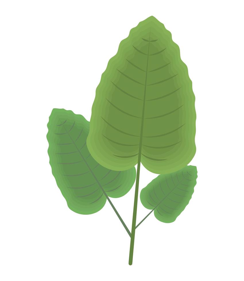 leaves plant nature vector