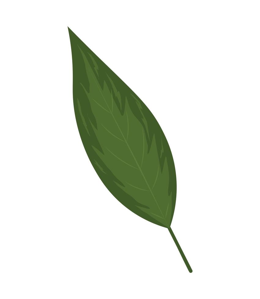 icono botánico de hoja vector