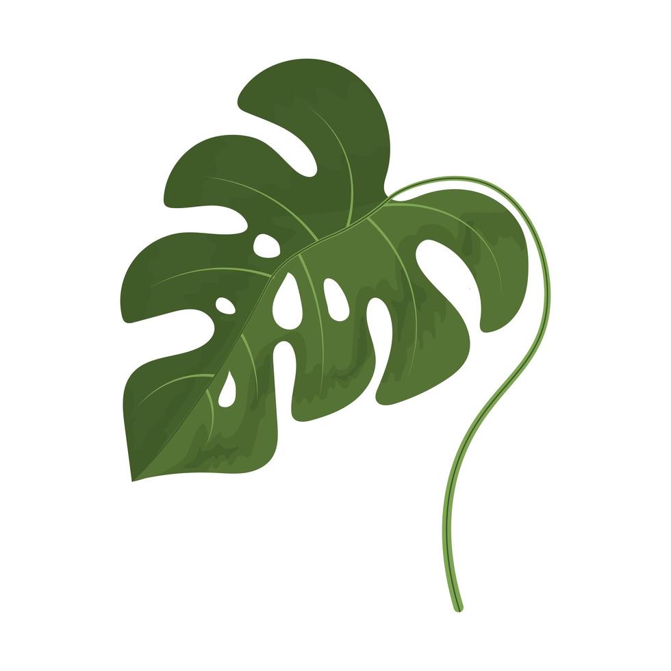leaf monstera icon vector