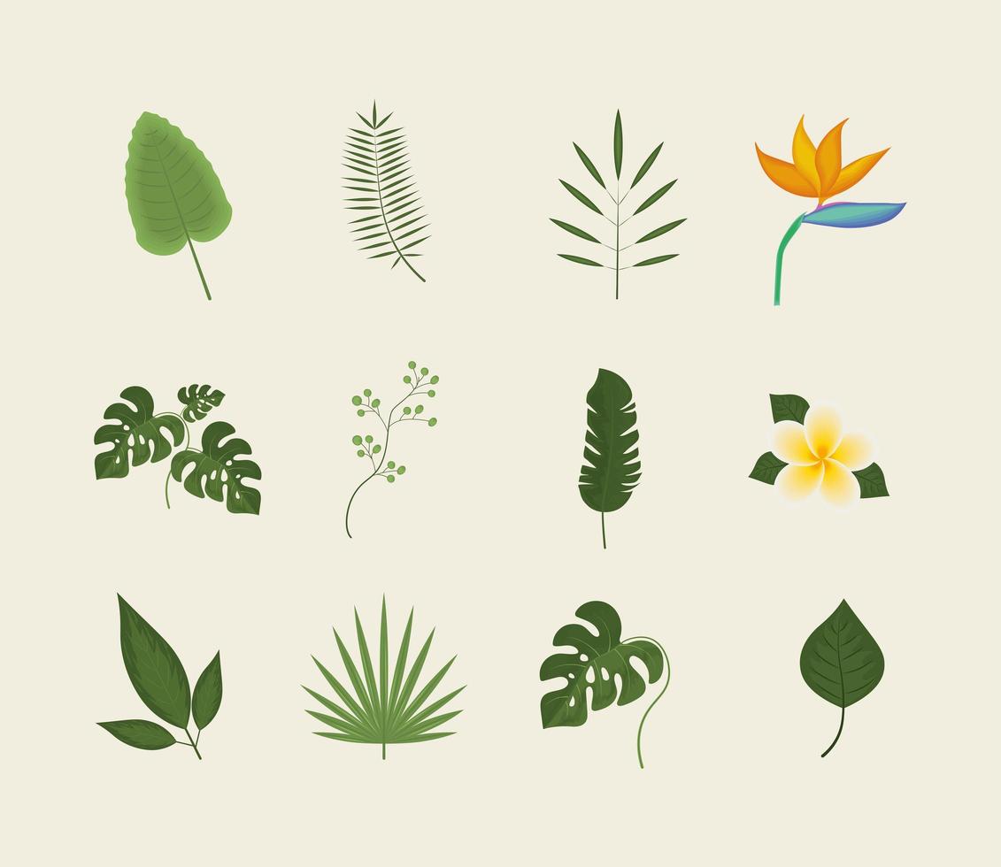 iconos hojas y flores vector