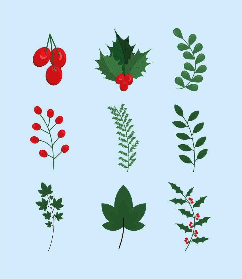 mistletoe leaves decoration vector