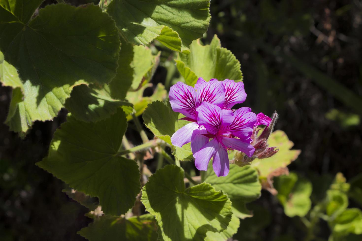 plantas y flores parque nacional de la montaña de la mesa ciudad del cabo, áfrica. foto