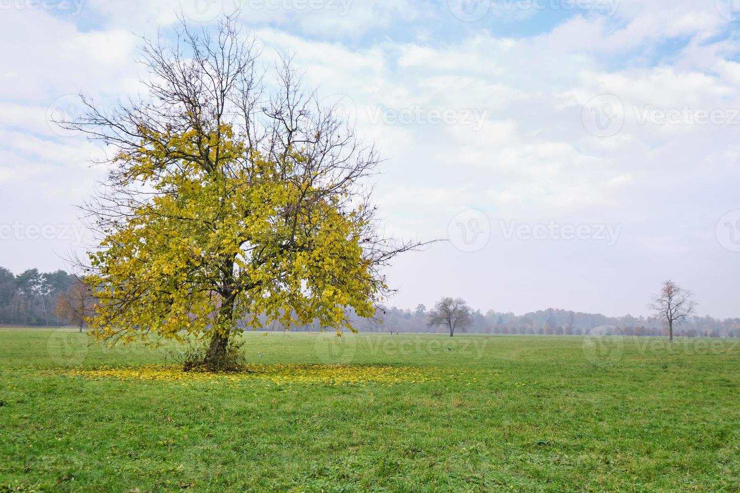 Lonely beautiful tree with the last golden leaves on a meadow around photo